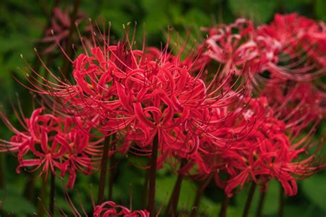 彼岸花風水|彼岸花（ヒガンバナ）ってどんな花？別名や赤・黄色。